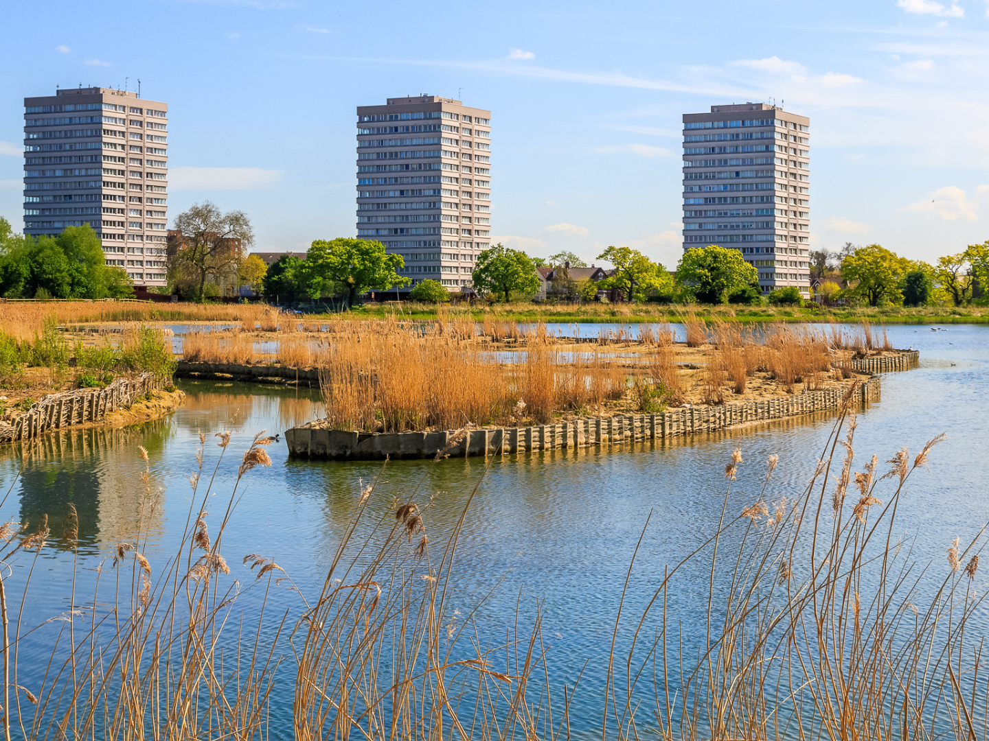 Roundtable: More-than-Human Planning in Practice